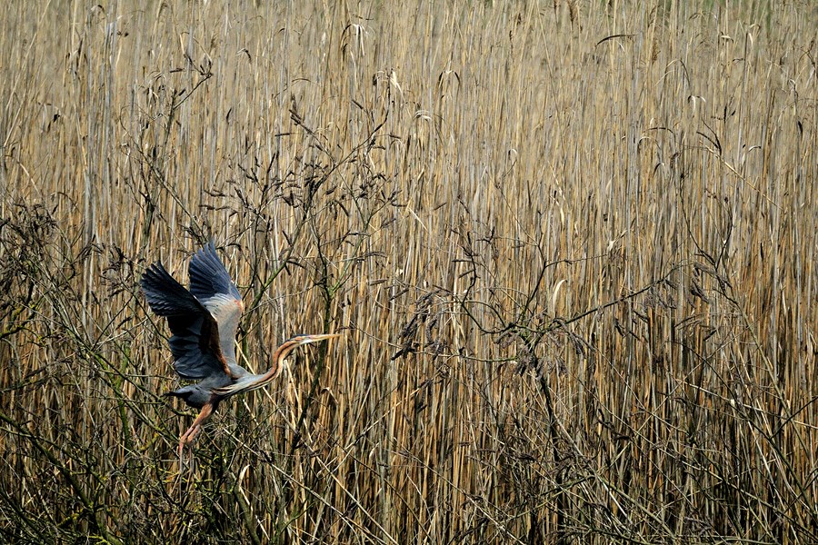 S''aggirano per il canneto